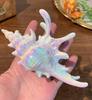 Summer Beach Seashell Claw Hair Clip: Ocean Style Shark Accessory