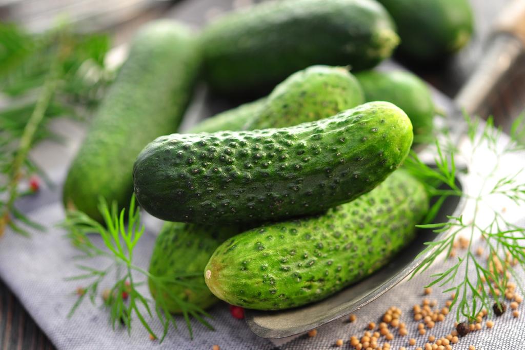 SAFLAX Garden in the Bag - Bio - Okurka - Vorgebirgstraube - 15 semen - Se substrátem v padnoucím sáčku - Cucumis sativus