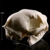 Realistic Cat Skull, Resin Skeleton Head Scale Model Decorations, Skull Statue for Home Decor Halloween Decoration Crafts