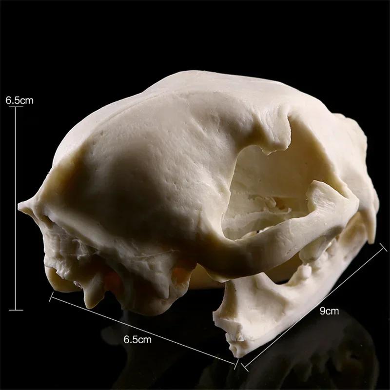 Realistic Cat Skull, Resin Skeleton Head Scale Model Decorations, Skull Statue for Home Decor Halloween Decoration Crafts