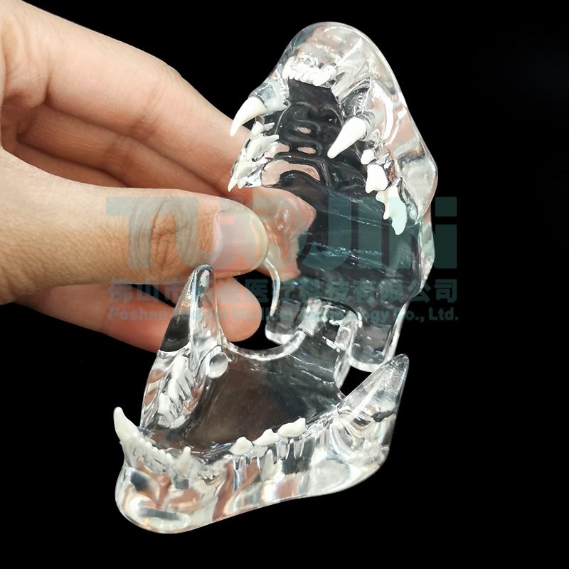 Resin Transparent Dog Cat Teeth Model Dental Animal Resin Teeth Of Dog Cat Tooth For Education Canine Dental Modeling Veterinary Cat Model