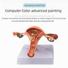 Large Female Reproductive Anatomy Model for Teaching and Family Planning