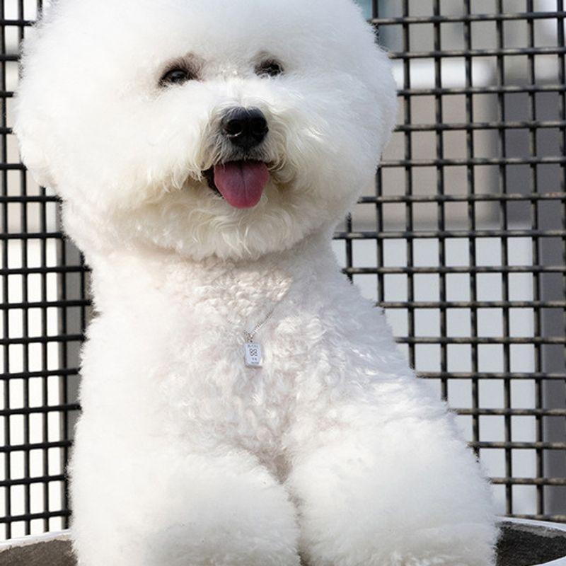 BE/GINS Collier PET BARRE D'ARGENT GRAMMES ARGENT925