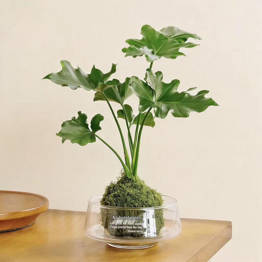 Large Transparent Glass Vase for Hydroponic Plants, Micro Landscapes, Office Decor, and Fish Tank Ornament - Moss Green.