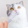 Pet Toothbrush Cat Brush Addition Bad Breath Tartar Teeth Care Dog Cat Cleaning Mouth Dog Cat Care Supplies