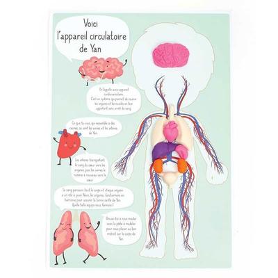 Creative Modeling Clay Kit - I Discover the Human Body