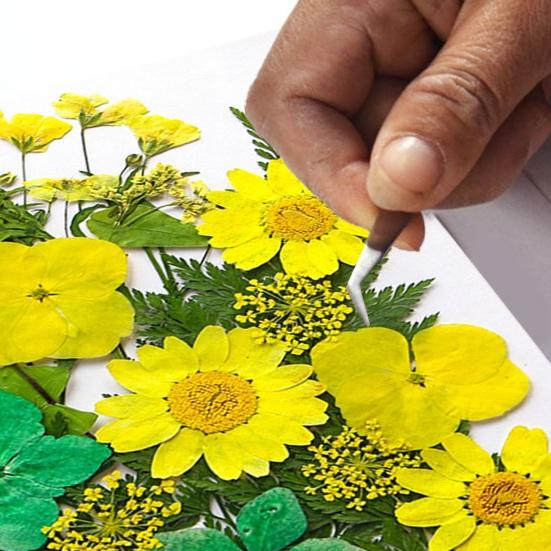 1 Set Dried Pressed Flowers Kit Colorful Natural Flowers DIY