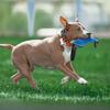 Langlebiges Hund Tau Ziehspielzeug Bissspielzeug Für Kleine Mittlere Hunde Welpentraining Kauen