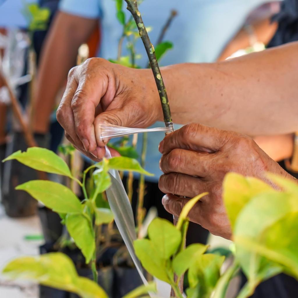 Fruchtbaum-Pfropfband, Dehnbares Gartenpfropfwerkzeug Pflanzen Selbstklebend Floristikfolie für Obstbäume und Poly-Knospenpfropfung