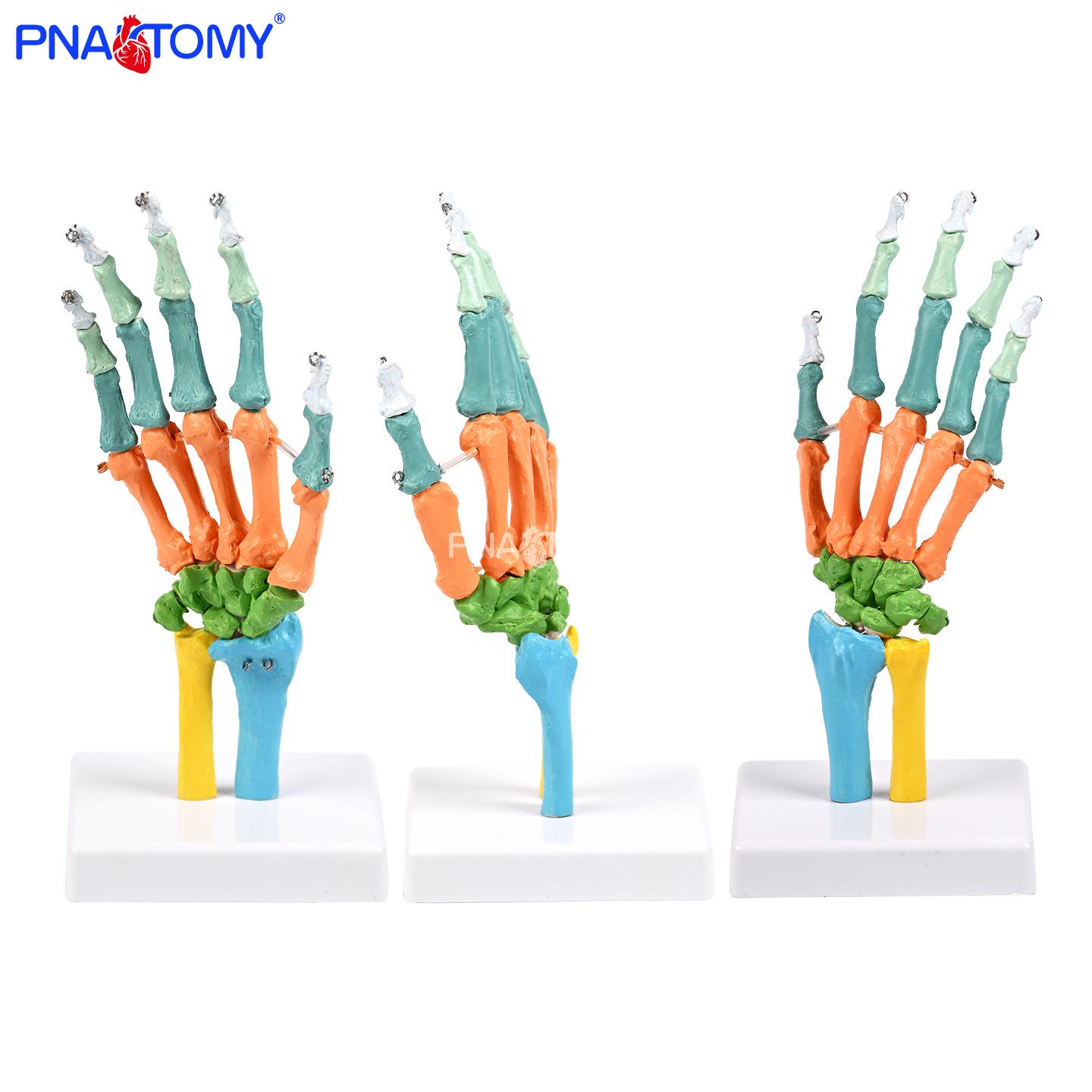 Anatomical Human Hand Model for Wrist Joint Movement & Landmark Teaching PNT-0108C