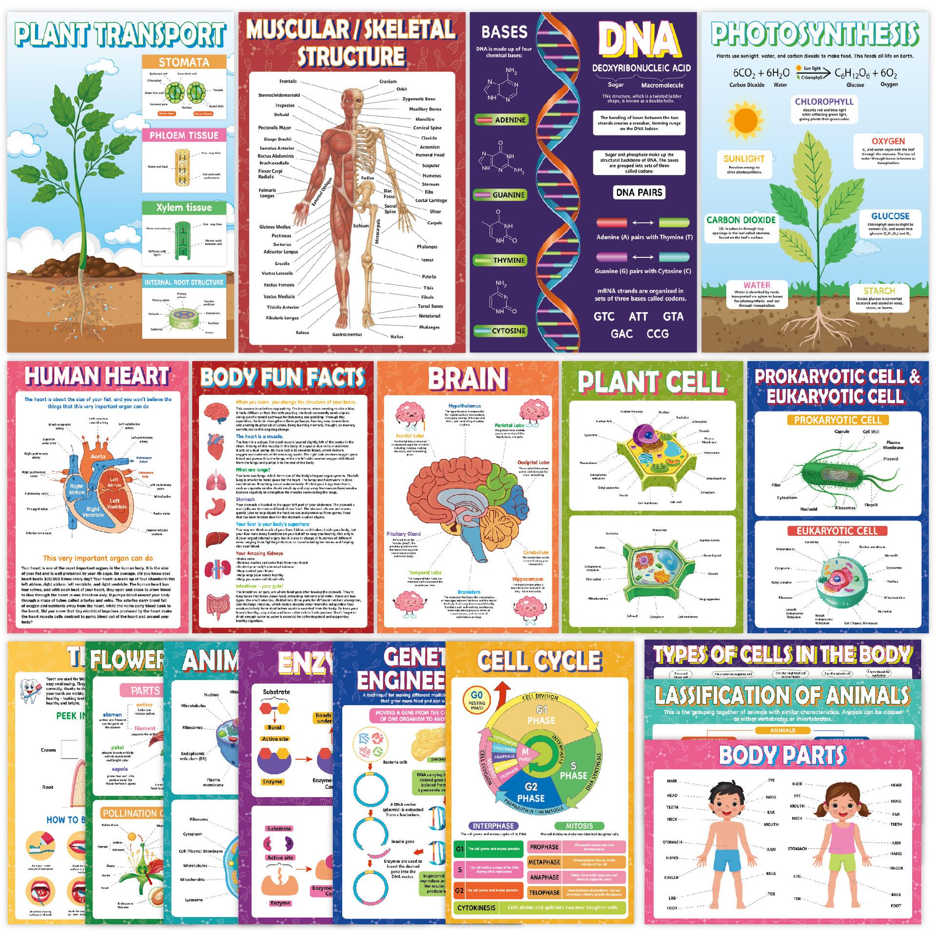 

18PCS Waterproof Biology Science Posters For Classroom Learning English Content High-School Study Wall Charts