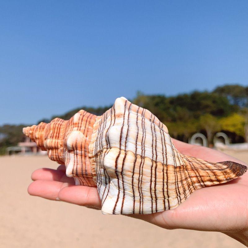 

Велика прикраса з морських мушель для дому та акваріума