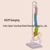 45CM Colorful Human Spine Model: Includes Vertebral Column, Pelvis, Femur, Coccyx, Lumbar, and Cervical Vertebrae for Chiropractic Use.