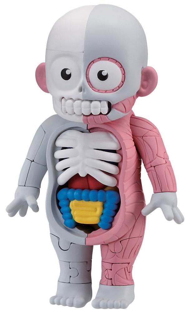 After School Ghost Story Series Science Room Model Restoration Puzzle Human Body Model