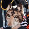 Maschera Testa di Lupo Maschera Horror Spaventosa Maschera Animale Maschera Animale Maschera di Carnevale per Halloween Costume Cosplay