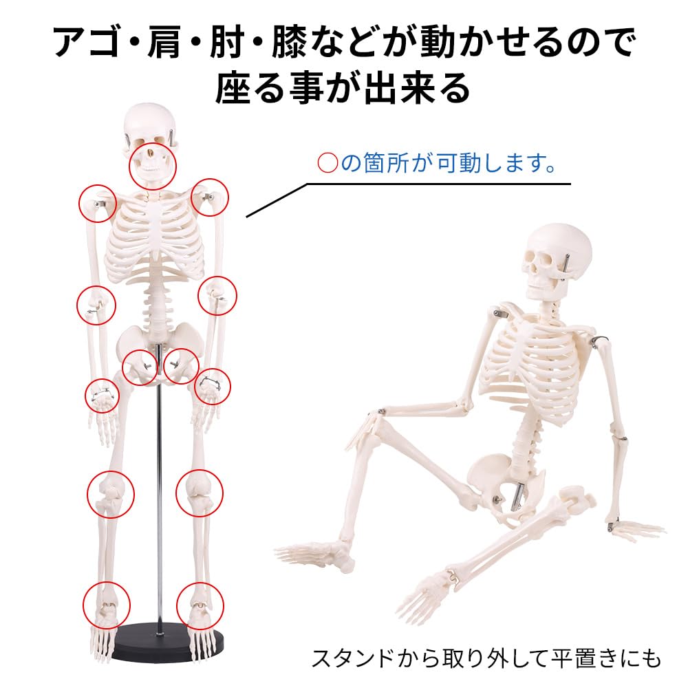 Bonarca Human Body Model, Bones [Half Size: 85cm] Full-Body Skeleton Figure [Movable JointsStand Included] Mini Toy, Large Figurine, Skeletal