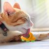 Catnip Balls Toy Funny Lickable Cat Snack Catnip Ball Kitten Playing Chewing Cleaning Teeth Toy For Small Medium Pet Supplies