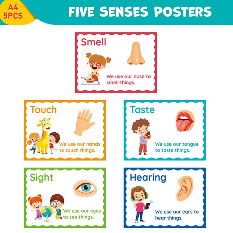 

5 шт. Плакаты на английском языке «Пять чувств» Украшение для класса Учебное пособие Учебные материалы Образовательная игрушка для школьного класса 5pcs