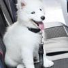 Pet Dog Car Seat Belt Clip Bungee Lead Vehicle Travel Safety Harness Adjustable