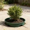 Waterproof Plant Covering Clear Plant Shelter 1/6pc for Outdoor Use Shielding Plant From & Extreme Conditions