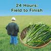 250g Amazing Organic Barley Grass Powder Capsules Best Seller
