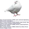 Open Bird Ring Bird Leg Bands Rings Open Bird Leg Rings Aluminum Split Bird Leg Rings Ldentifying Pigeons Training Rings Hibiscus Birds, Parrots,