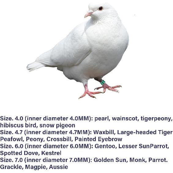 Open Bird Ring Bird Leg Bands Rings Open Bird Leg Rings Aluminum Split Bird Leg Rings Ldentifying Pigeons Training Rings Hibiscus Birds, Parrots,