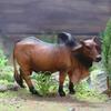 High-Quality Children's Cow Animal Model - Simulation Farm Scene Decoration
