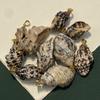 10Pcs Natural Black Rib Conch Shell Charms 12×20~22×35mm Seashell Pendants With Gold Bail Beach Jewelry DIY
