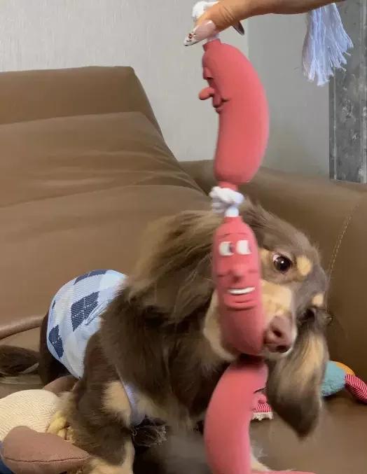 Dog Traction Rope Sausage Funny Small and Medium-sized Traction Rope Medium Sized Dogs Accessories Plush Toys Pet Supplies