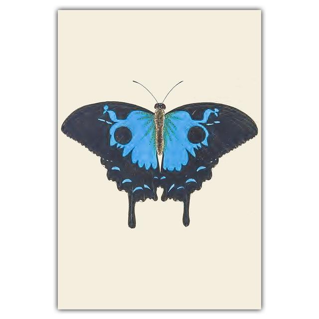 Artă retro, fluture colorat, pictură pe pânză, carte de artă de perete, poster pentru știința și educația animalelor, coridor, decorare a casei, murală fără cadru