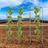 Cucumber Trellis Vegetable Trellis For Cucumbers U-Frame Rack Weather-Resistant Metal Supports For Climbing Plants Greenhouse
