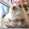 Stylish Plastic Clear Cats Furs Storage Box Unique Homes Decors For Showcasing Pet Hair Collection Container Ornament