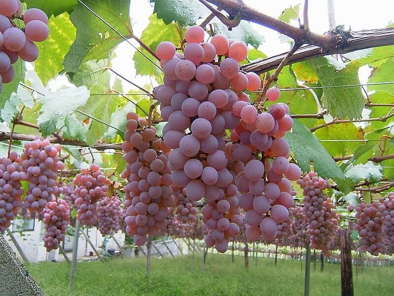 20 Semen - RŮŽOVÝ GRAPE JAPONSKO Růžové Hroznové Japonské - ČERSTVÁ SEMENA