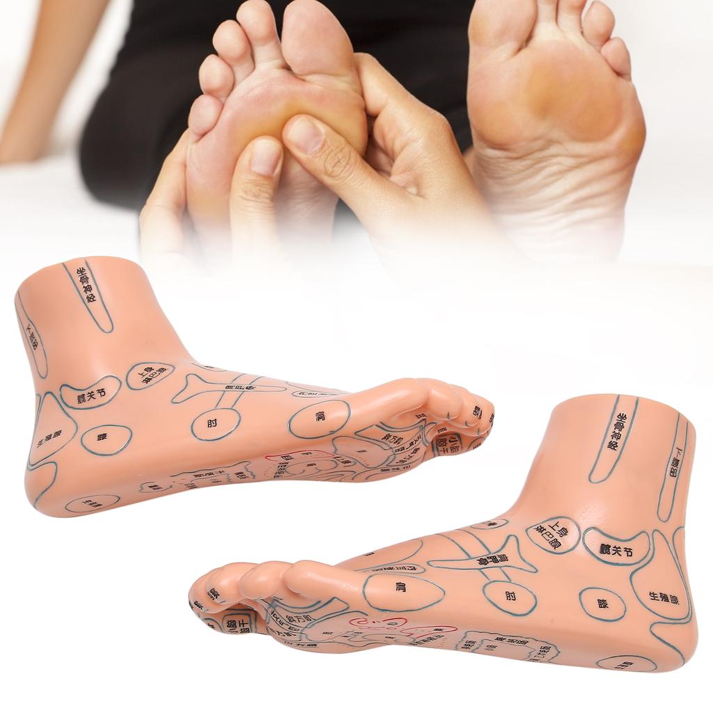 2 Stück 19cm / 7.5in Füße Akupunkturpunkt Modell Akupunktur Lehrmittel Zubehör Fußmodell