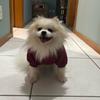Dog Clothes Vest Jacket Sweatshirt With Hood Insulated Size S