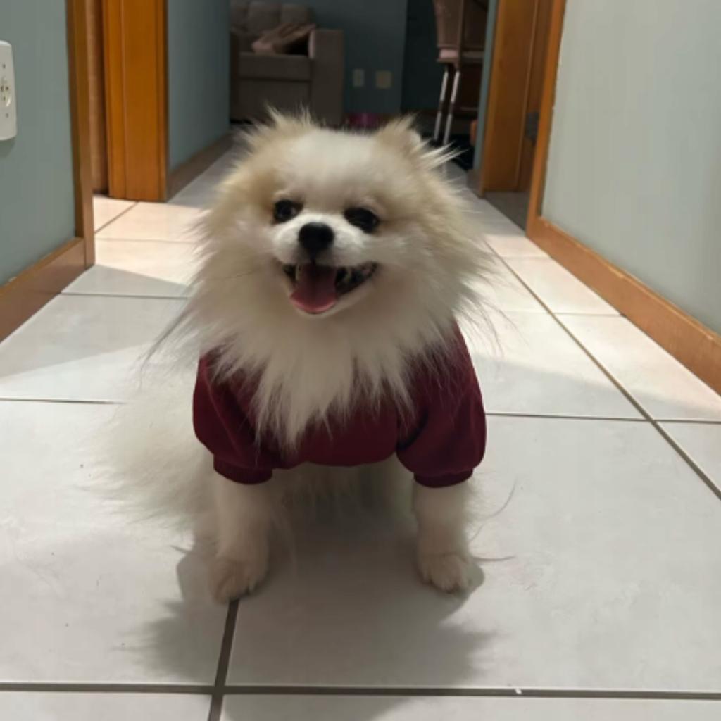 Dog Clothes Vest Jacket Sweatshirt With Hood Insulated Size S