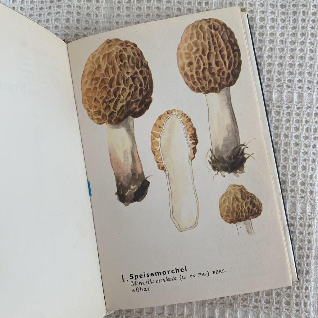 [USED] 1972 Czech Mushroom Encyclopedia, Foreign Book, Antique Book