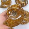 Bozhiluan Jewelry Bulk Natural Fossilized Ammonite Snail Specimens Polished Gem Fossil Mineral Ornaments for Feng Shui Home
