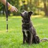 3 Stück Einstellbarer Haustier-Trainings-Clicker Lauter Hundetrainings-Tool Haustiertraining