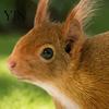 Vivid Squirrel Shape Lawn Decor Realistic Garden Stake, 2D Flat Acrylic Yard Art Outdoor Decorative Ornament Cute for Patio Pathway Decoration Stakes