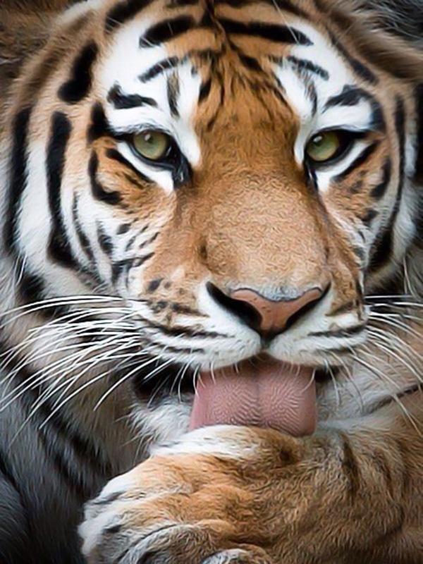 5D DIY-diamantmaleri helrundt bor Dyr tiger korssting mosaikkkunst oljemaleri diamantbroderi hjemmedekorasjon