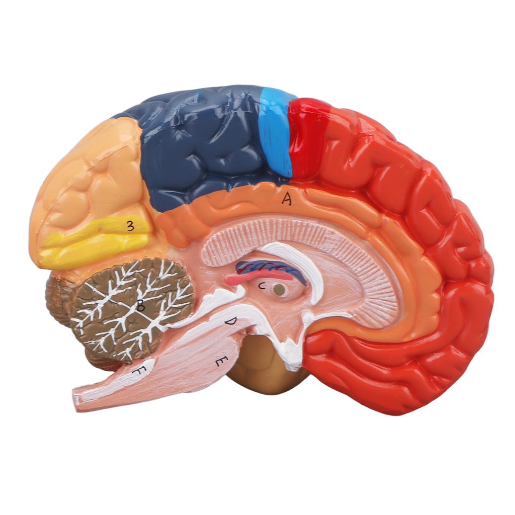 Anatomisches menschliches Gehirnmodell Hirnarterie farblich unterteilt linkes rechtes Gehirn zusammengebautes Modell zum Lernen