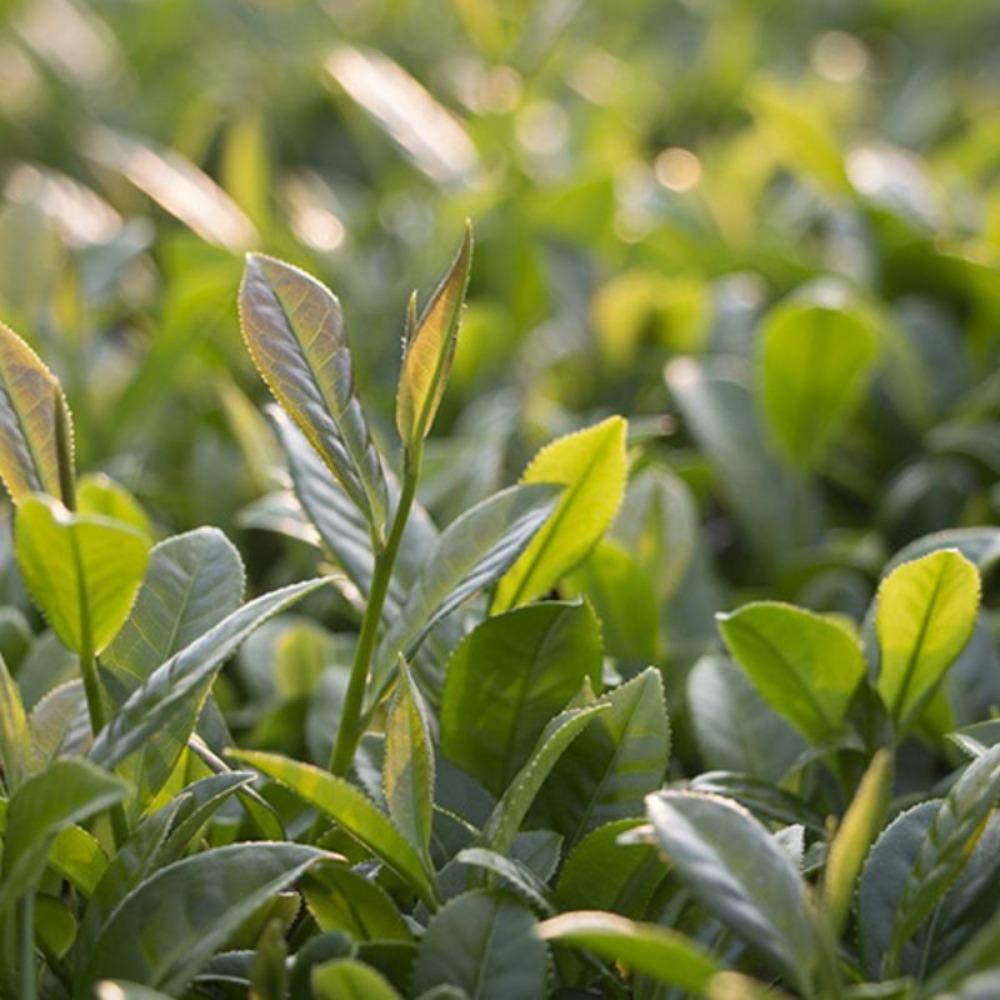 Anxi Tie Guan Yin Tea Gift Box 250g Orchid Aroma Strong Flavor 2025 New Tea