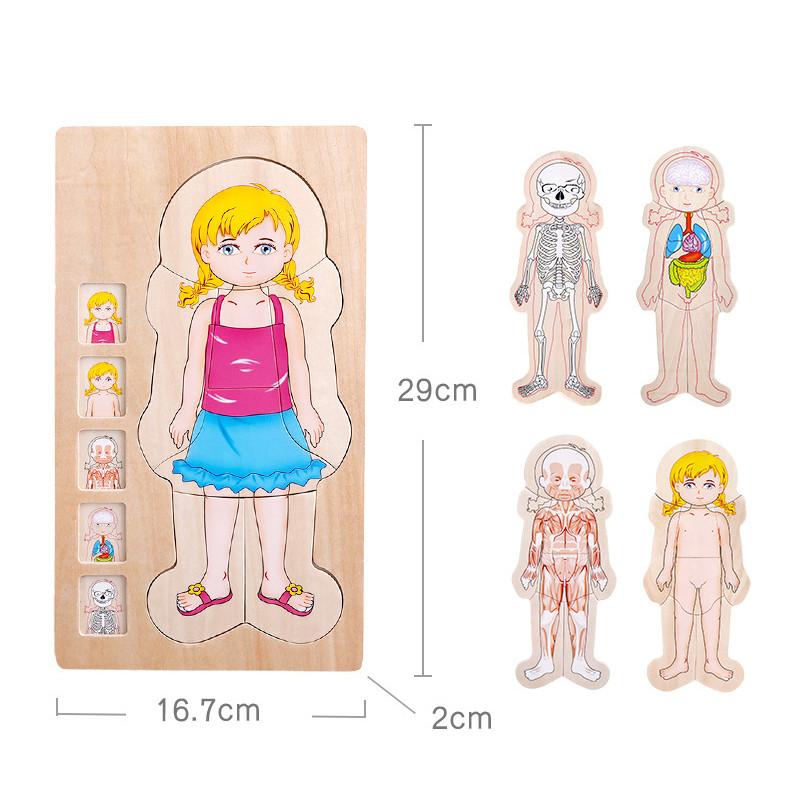 

Детский развивающий многослойный 3D деревянный пазл Структура человеческого тела Биологический рост Изменение Познавательный пазл