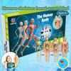 Anatomy Model Human Body Model Body Puzzle 3D Body Puzzle STEM Toys  Scientific Experiment