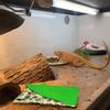 Bearded Dragon Bed with Pillow and Blanket Comfortable Warm Sleeping Bed with Plush Cover for Leopard