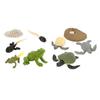 Early Education Kids Child Realistic Animal Growth Process Figures Toy Model