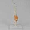 Hand Bone Structure Hand Skeleton Model With Movable Fingers For Classroom Demonstration