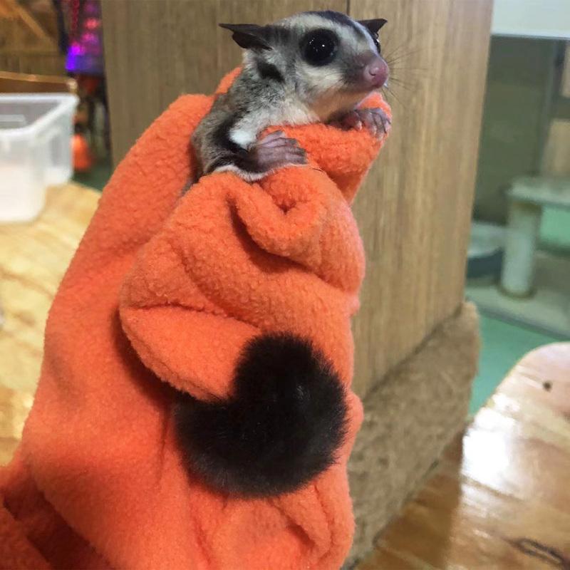 New! Sugar Glider Bonding Mitt Small Animals Handling Anti-bite Gloves Pet Supplies For Sugar Glider
